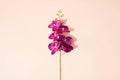 Purple orchid on bright background. Creative minimal arrangement