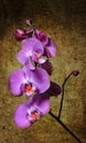 Purple orchid on brown background, phalaenopsis branch, flower background