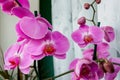 Purple orchid with buttons in light room Royalty Free Stock Photo