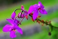 Purple Orchid Spathoglottis plicata Flower