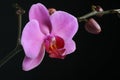 Purple Orchid close up
