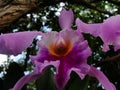 Purple orchid close up with nature in the background on a tropical weather in venezuela