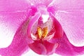 Purple orchid Royalty Free Stock Photo