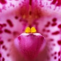 Purple orchid closeup