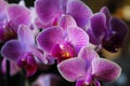 Purple orchid with closeup on details and texture Royalty Free Stock Photo