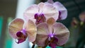 Purple orchid. Closeup of purple orchid flowers with stripe lines texture. Floral backgrounds. Spring flower background