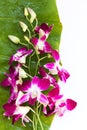 Purple orchid for decorative design. Romantic flower border. Floral background. Royalty Free Stock Photo