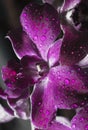 Purple orchid with dew drop Royalty Free Stock Photo