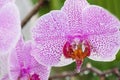 Purple orchid with droplets of water on the surface after rain