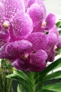 Purple Orchid