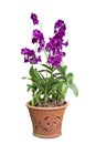 Purple orchid flower bloom in brown pot on white background. Royalty Free Stock Photo