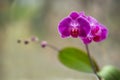 Purple Orchid Flower