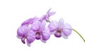 Purple orchid flower bouquet bloom isolated on white background. Royalty Free Stock Photo