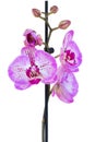 Purple orchid flower with buds
