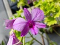 Purple Orchid Flower | Bunga Anggrek Ungu Royalty Free Stock Photo