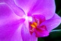 Purple Orchid flower close-up. flora Thailand. macro image of an orchid the tropical flower