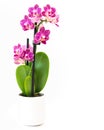 Purple Orchid flower close up, isolated on white background Royalty Free Stock Photo