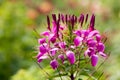 Purple orchid flower closeup, natural background.