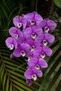 Purple orchid flower cluster on a phalaenopsis schilleriana that hangs from a tree Royalty Free Stock Photo