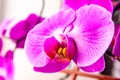 purple orchid flower with detailed texture of fiolet petals - phalaenopsis