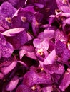 purple orchid flower in a floral arrangement, background and texture Royalty Free Stock Photo