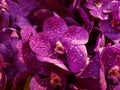 purple orchid flower in a floral arrangement, background and texture Royalty Free Stock Photo