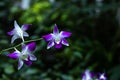 Purple orchid flower in the garden. Branch of blooming orchid. Tropical flowers blossom. Flower background for decoration. Royalty Free Stock Photo