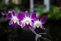 Purple orchid flower in the garden. Branch of blooming orchid. Tropical flowers blossom. Flower background for decoration. Royalty Free Stock Photo