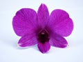 Purple orchid flower isolated on white background pink Dendrobium on white background ,macro image Royalty Free Stock Photo