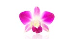 Purple orchid flower isolated on a white background Royalty Free Stock Photo