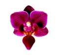 Purple orchid flower isolated on white background Royalty Free Stock Photo