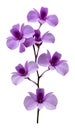 Purple orchid flower isolated on white background with clipping path Royalty Free Stock Photo