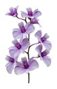 Purple orchid flower isolated on white background with clipping path Royalty Free Stock Photo