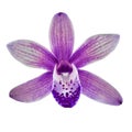 Purple orchid flower isolated white background with clipping path. Flower bud close-up. Royalty Free Stock Photo
