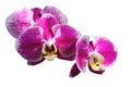 Purple Orchid Flower isolated on white background. orchid flowers on a white background. Beautiful pattern for