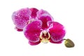 Purple Orchid Flower isolated on white background. orchid flowers on a white background. Beautiful pattern for Royalty Free Stock Photo