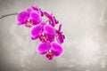 Purple orchid flower over grey concrete background Royalty Free Stock Photo