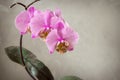 Purple orchid flower over grey concrete background Royalty Free Stock Photo