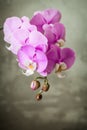 Purple orchid flower over grey concrete background Royalty Free Stock Photo