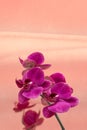 Purple orchid flower phalaenopsis. Blooming butterfly orchids. Copy space. Color trend 2021 2022. Close-up