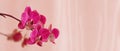 Purple orchid flower phalaenopsis. Blooming butterfly orchids. Copy space. Floral banner. Color trend 2021 2022