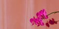 Purple orchid flower phalaenopsis. Blooming butterfly orchids. Copy space. Floral banner. Color trend 2021 2022
