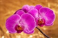 Purple orchid flower phalaenopsis, phalaenopsis or falah on a golden background. Royalty Free Stock Photo