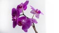 Purple orchid flower phalaenopsis, phalaenopsis or falah on a white background. Purple phalaenopsis flowers on the right. known as Royalty Free Stock Photo