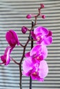 Purple orchid flower phalaenopsis, phalaenopsis or falah. Butterfly orchids. Violet orchid flower and blossoms. Pink Phalaenopsis Royalty Free Stock Photo