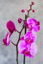 Purple orchid flower phalaenopsis, phalaenopsis or falah. Butterfly orchids. Violet orchid flower and blossoms. Pink Phalaenopsis Royalty Free Stock Photo