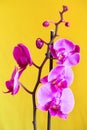 Purple orchid flower phalaenopsis, phalaenopsis or falah. Butterfly orchids. Violet orchid flower and blossoms. Pink Phalaenopsis Royalty Free Stock Photo