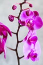Purple orchid flower phalaenopsis, phalaenopsis or falah. Butterfly orchids. Violet orchid flower and blossoms. Pink Phalaenopsis Royalty Free Stock Photo
