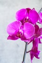 Purple orchid flower phalaenopsis, phalaenopsis or falah. Butterfly orchids. Violet orchid flower and blossoms. Pink Phalaenopsis Royalty Free Stock Photo