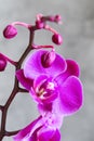 Purple orchid flower phalaenopsis, phalaenopsis or falah. Butterfly orchids. Violet orchid flower and blossoms. Pink Phalaenopsis Royalty Free Stock Photo